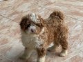 KALİTELİ MALTİPOO YAVRULARIMIZ