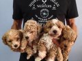 KALİTELİ MALTİPOO YAVRULARIMIZ