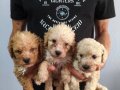 KALİTELİ MALTİPOO YAVRULARIMIZ