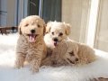 KALİTELİ MALTİPOO YAVRULARIMIZ