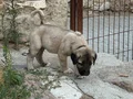 DEV ÇOBAN KÖPEKLERİMİZ HAZIR 