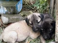 DEV ÇOBAN KÖPEKLERİMİZ HAZIR 