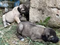 DEV ÇOBAN KÖPEKLERİMİZ HAZIR 
