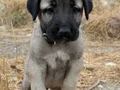 DEV ÇOBAN KÖPEKLERİMİZ HAZIR 