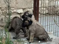 DEV ÇOBAN KÖPEKLERİMİZ HAZIR 