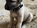 DEV ÇOBAN KÖPEKLERİMİZ HAZIR 