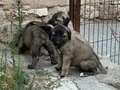 DEV ÇOBAN KÖPEKLERİMİZ HAZIR 