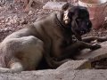 DEV ÇOBAN KÖPEKLERİMİZ HAZIR 