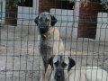 DEV ÇOBAN KÖPEKLERİMİZ HAZIR 