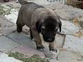DEV ÇOBAN KÖPEKLERİMİZ HAZIR 