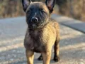 ÜST DÜZEY SCR Lİ BABADAN MALİNOİS YAVRULARIMIZ 