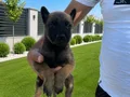 ÜST DÜZEY SCR Lİ BABADAN MALİNOİS YAVRULARIMIZ 