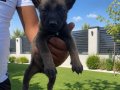 ÜST DÜZEY SCR Lİ BABADAN MALİNOİS YAVRULARIMIZ 