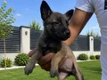 ÜST DÜZEY SCR Lİ BABADAN MALİNOİS YAVRULARIMIZ 