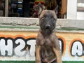 ÜST DÜZEY SCR Lİ BABADAN MALİNOİS YAVRULARIMIZ 