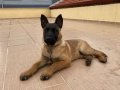 ÜST DÜZEY SCR Lİ BABADAN MALİNOİS YAVRULARIMIZ 