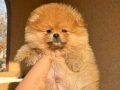 +++ Pomerian boo