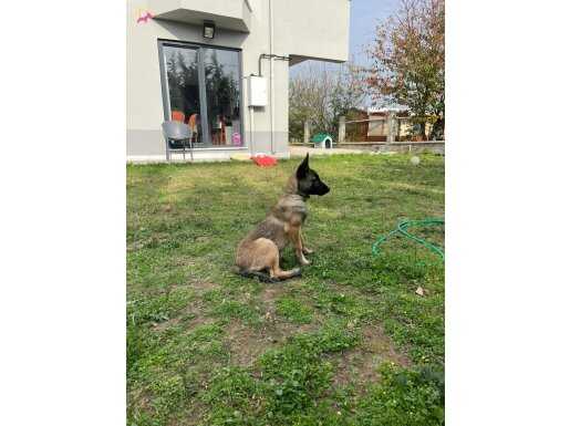 5 Aylık Yavru erkek