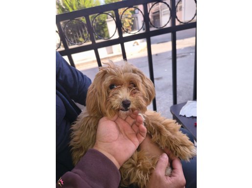 0 numara ve asla büyümeyen cins