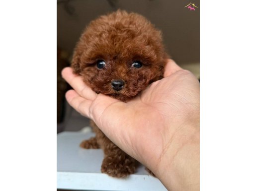 Kore poodle kuyruksuz yavrularımız 