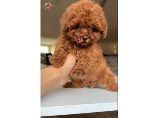 Kore poodle kuyruksuz yavrularımız 