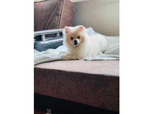 Pomeranian