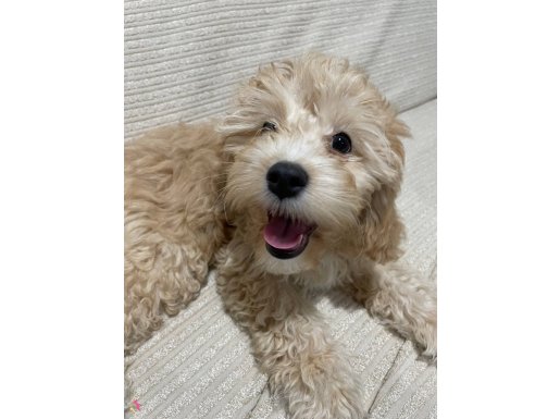 Eğitimli ve tüm eşyalarıyla Maltipoo