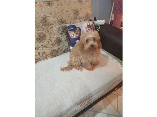 Dişi istanbul 5 aylık maltipo