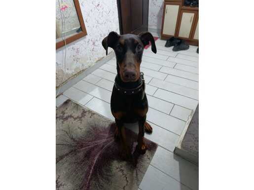 Dişi doberman