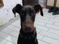 Dişi doberman