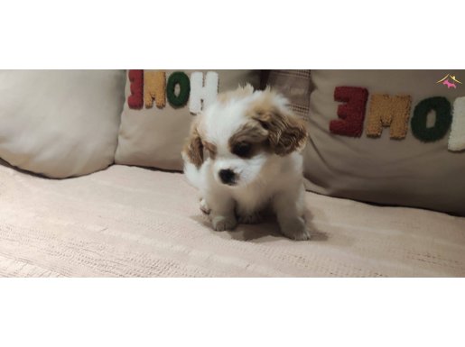 Cavalier King Charles yavrularımız Mersin