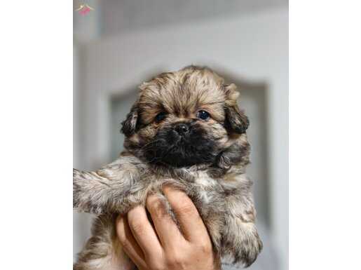 Safkan Karneli Pekinez Yavrumuz