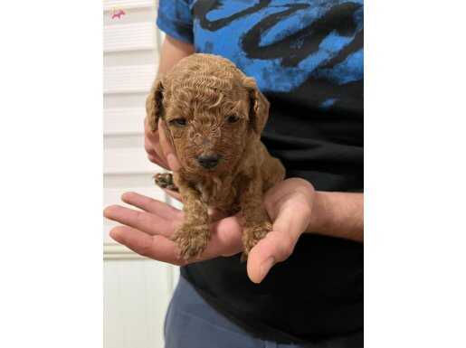 En küçük boy Toypoodle kızlarım