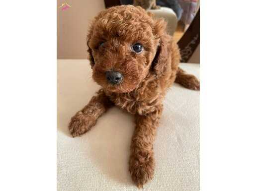 Toypoodle yavrularımız 