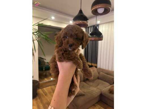 3 AYLIK TOY POODLE