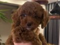 3 AYLIK TOY POODLE