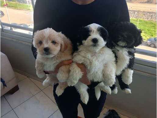 Morkie Özel Irk Yavrular