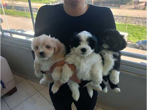 Morkie Özel Irk Yavrular