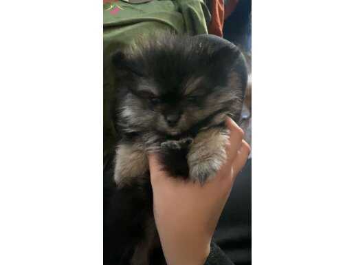 50 günlük pomerian:)