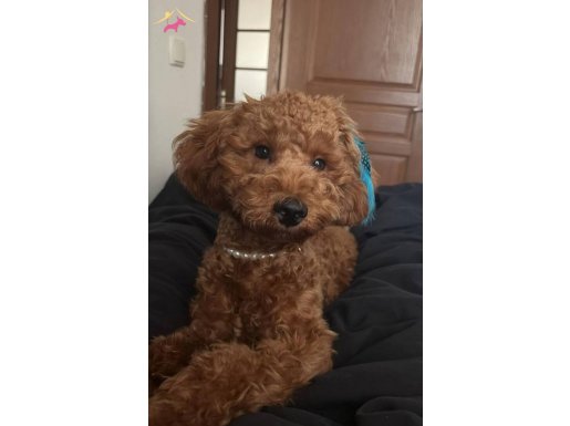 POODLE 9 AYLIK TUALET EĞİTİMİ VAR
