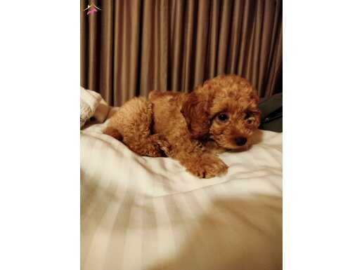 2 aylık erkek Toy Poodle