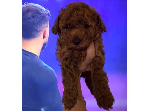 Orjinal 3 dişi toy poodle