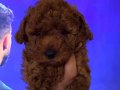 Orjinal 3 dişi toy poodle