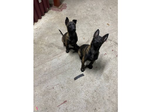 Malinois (Belçika Çoban Köpeği)
