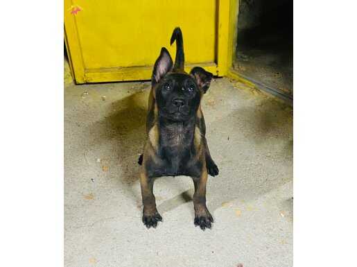 65 günlük Malinois Belçika Çoban Köpeği 