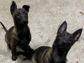 Malinois (Belçika Çoban Köpeği)