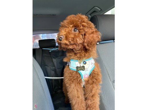 Erkek kore toy poodle 