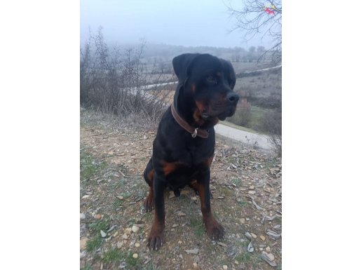 10 aylık harika rottweiler 