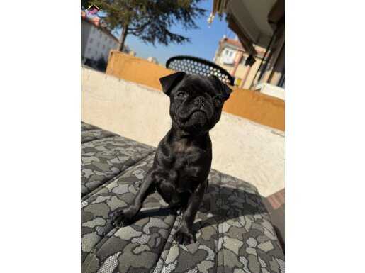 ARADIĞINIZ SİYAH YAVRU PUG