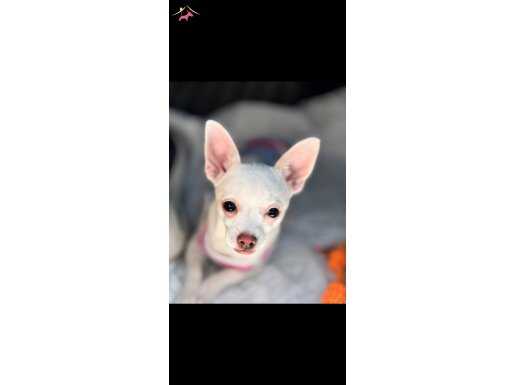 Çip Eğitim aşılar pasaport hepsi hazır 